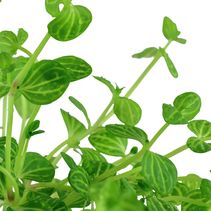 Tropica Lindernia rotundifolia – Topfpflanze