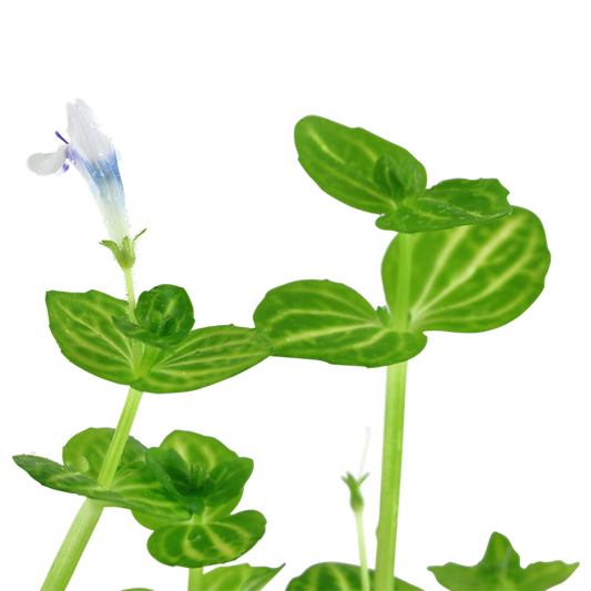 Tropica Lindernia rotundifolia – Topfpflanze