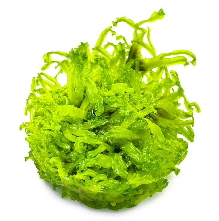 Tropica Monosolenium tenerum – 1-2-Grow! In Vitro