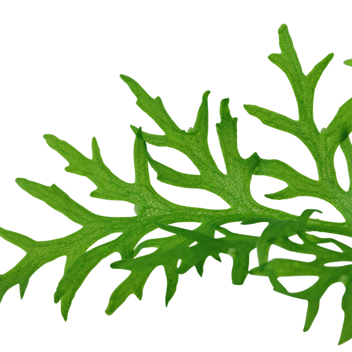 Tropica Ceratopteris thalictroides - Topf – weitere Ansicht