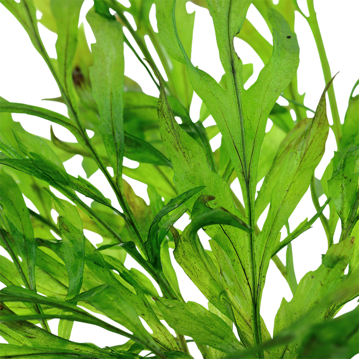 Tropica Bolbitis heudelotii - Topf – weitere Ansicht