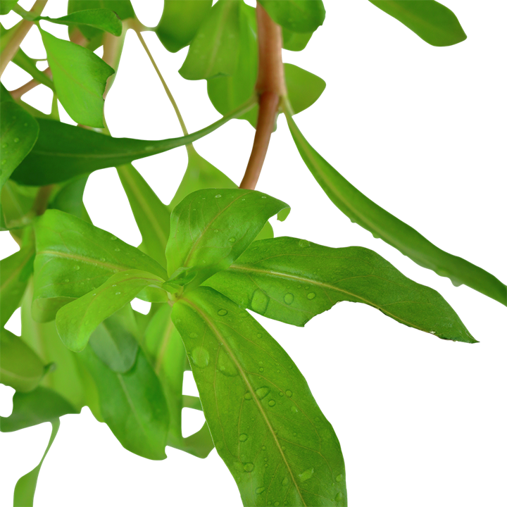 Tropica Ammannia crassicaulis – Detailansicht