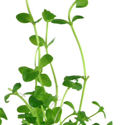 Tropica Bacopa australis - Topf – weitere Ansicht