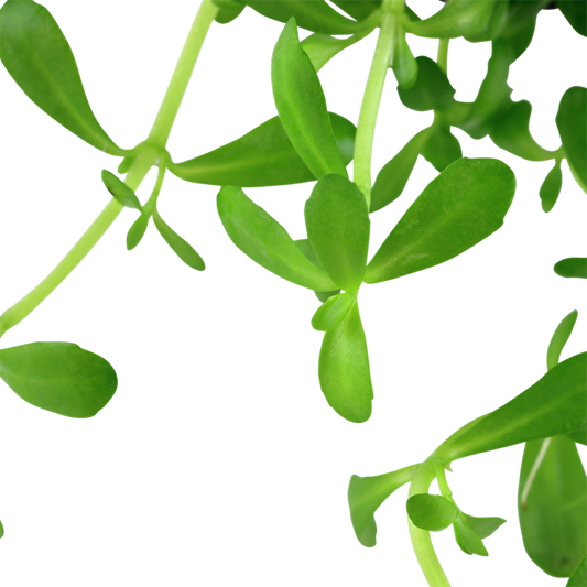 Tropica Bacopa monnieri 'Compact' - Topf – weitere Ansicht
