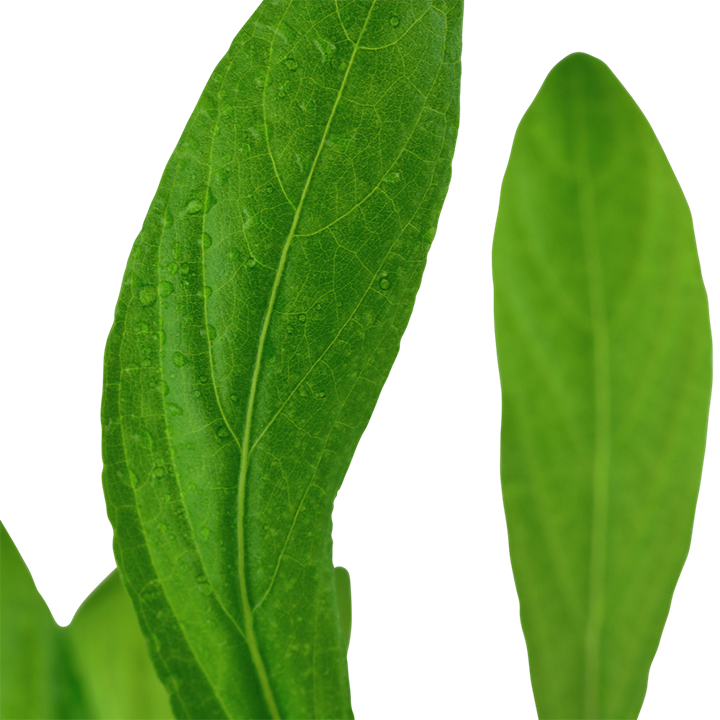Tropica Hygrophila costata - Topf – weitere Ansicht