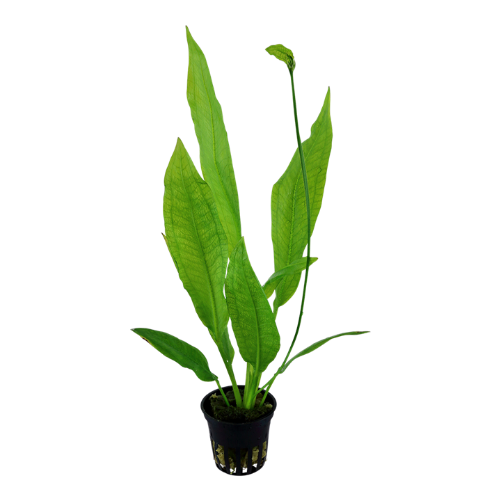 Tropica Echinodorus grisebachii 'Bleherae' - Topf – weitere Ansicht