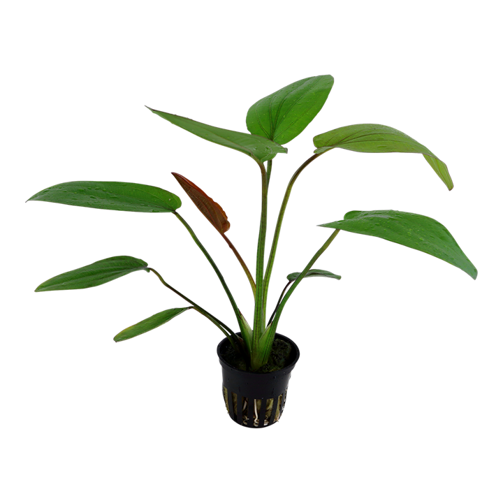 Tropica Echinodorus x barthii – weitere Ansicht