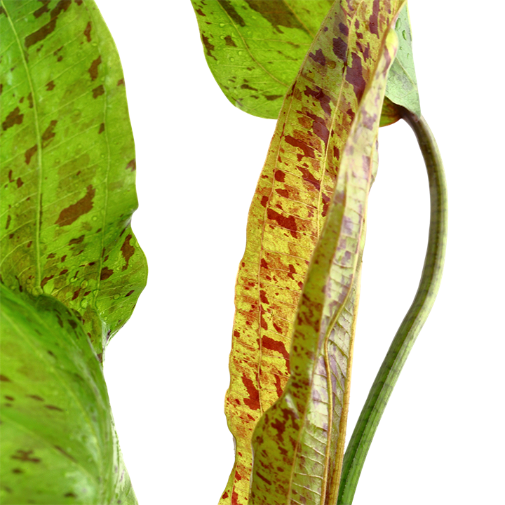 Tropica Echinodorus 'Ozelot Green' - Topf – weitere Ansicht