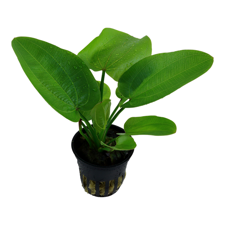 Tropica Echinodorus 'Aquartica' - Topf – weitere Ansicht