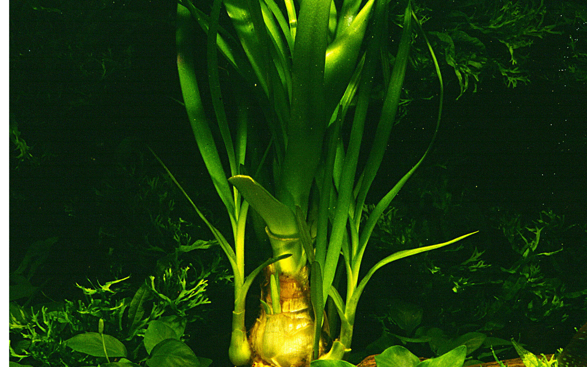 Tropica Crinum thaianum - Topf – weitere Ansicht