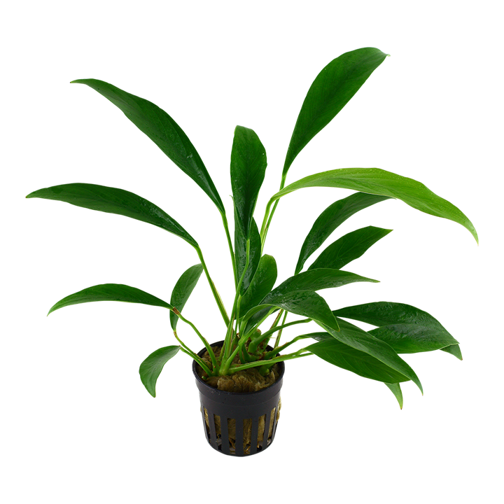 Tropica Anubias barteri var. glabra - Topf – weitere Ansicht