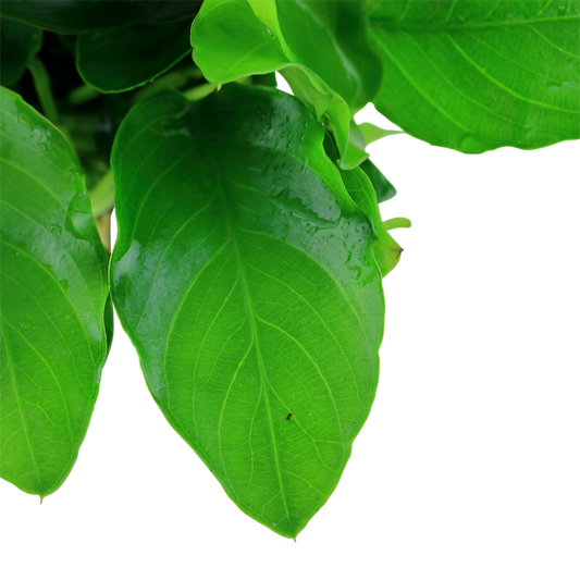 Tropica Anubias barteri var. nana 'Large' - Topf – weitere Ansicht