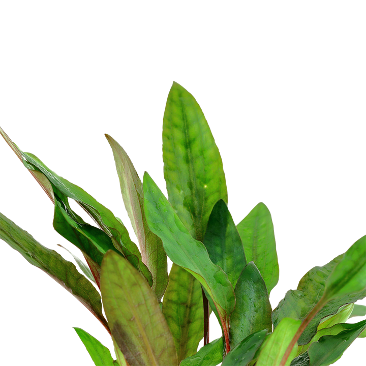 Tropica Cryptocoryne beckettii "Petchii" - Topf – weitere Ansicht