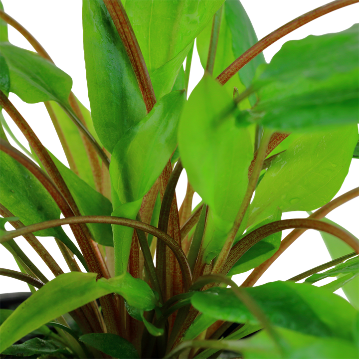 Tropica Cryptocoryne wendtii "Green" - Topf – weitere Ansicht