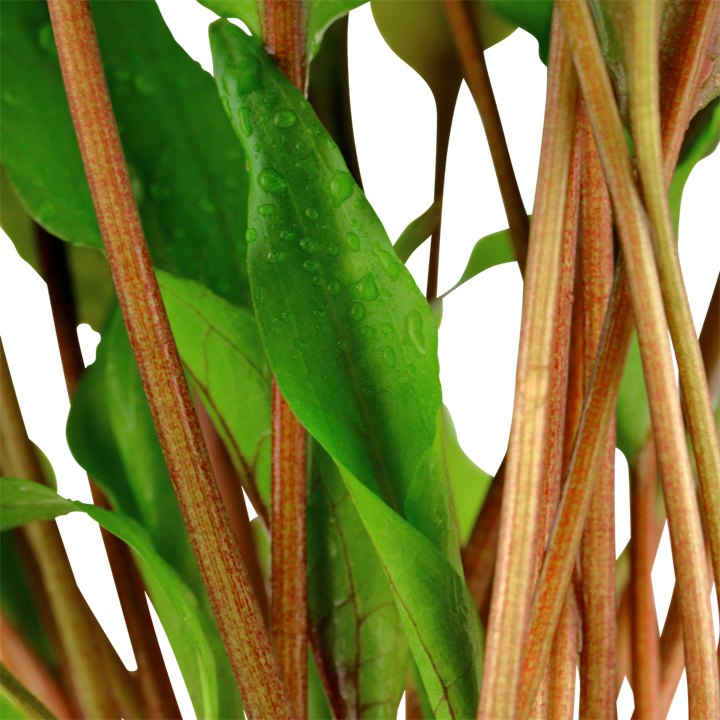 Tropica Cryptocoryne undulata 'Broad Leaf' – Topfpflanze – weitere Ansicht