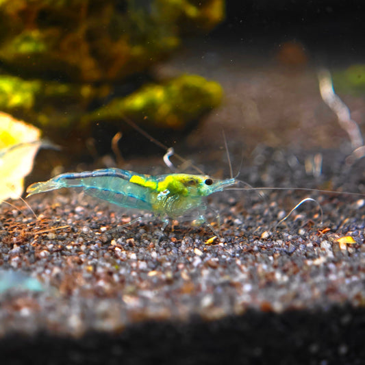 Blue Jelly Garnele, Neocaridina davidi