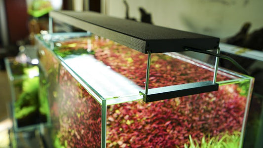 Chihiros WRGB II