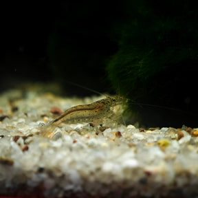 Caridina multidentata, Amanogarnele Terboven Aquaristik