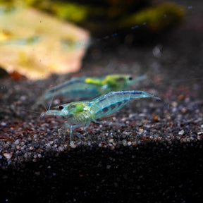 Blue Jelly Garnele, Neocaridina davidi