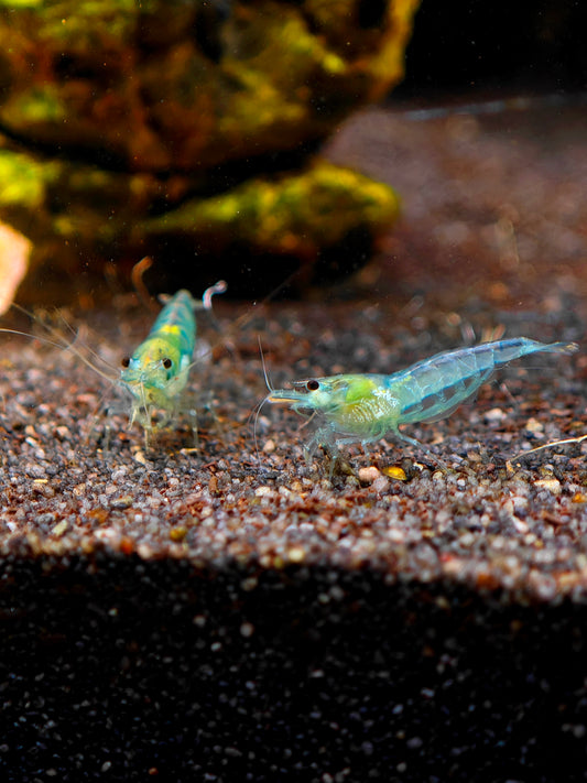 Blue Jelly Garnele, Neocaridina davidi