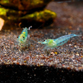 Blue Jelly Garnele, Neocaridina davidi