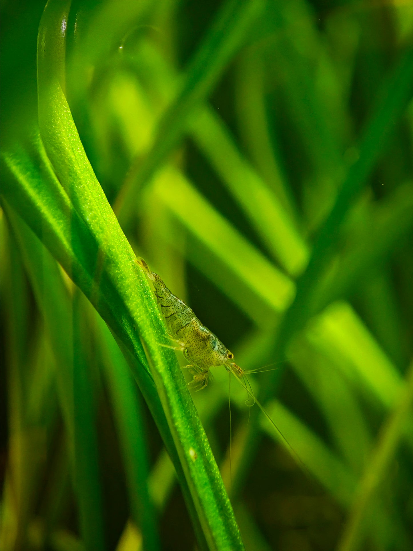 Sulawesi domestic shrimp, Caridina cf. parvidentata