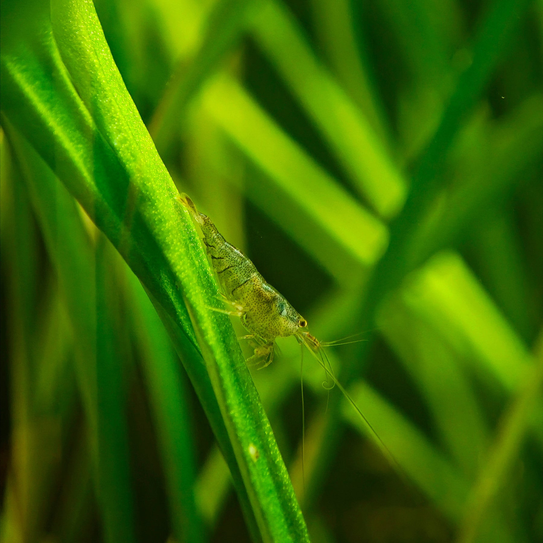 Sulawesi Inlandsgarnele, Caridina cf. parvidentata
