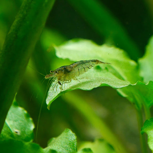 Sulawesi Inlandsgarnele, Caridina cf. parvidentata