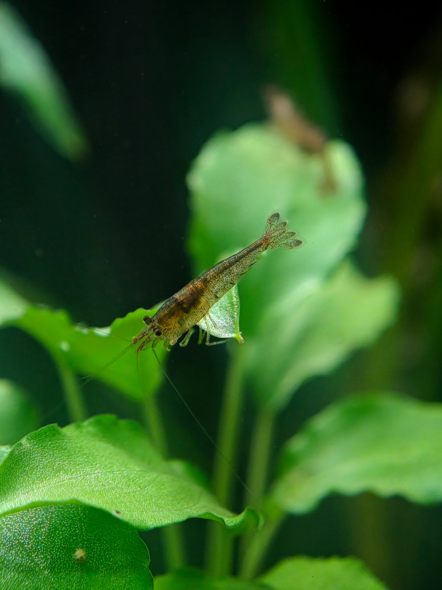Sulawesi domestic shrimp, Caridina cf. parvidentata