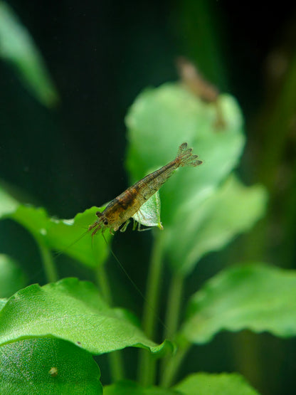 Sulawesi domestic shrimp, Caridina cf. parvidentata