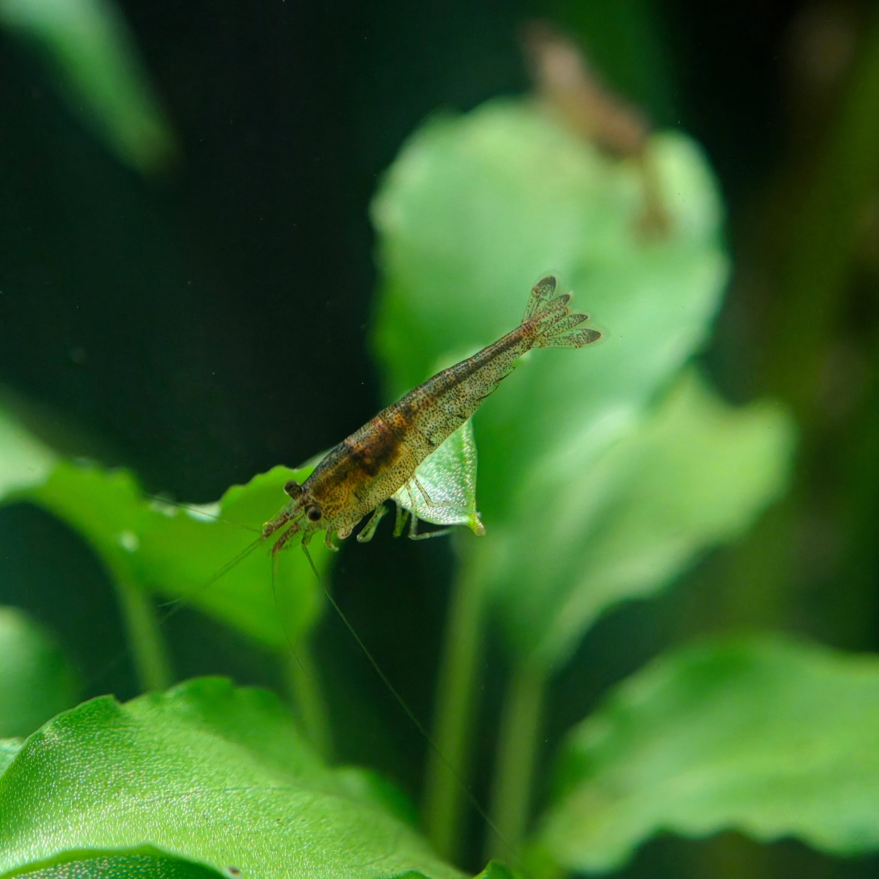 Sulawesi Inlandsgarnele, Caridina cf. parvidentata