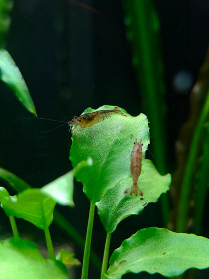 Sulawesi domestic shrimp, Caridina cf. parvidentata