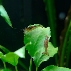 Sulawesi Inlandsgarnele, Caridina cf. parvidentata