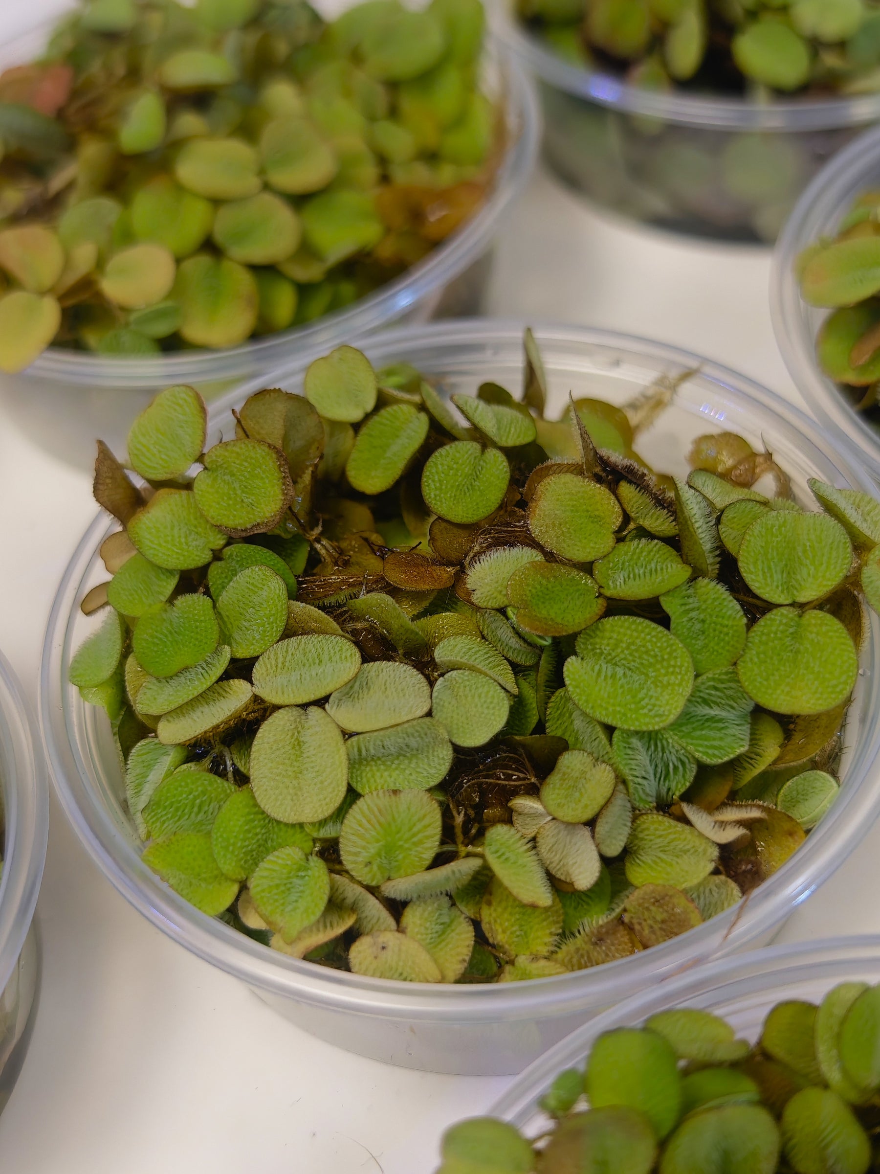 Salvinia auriculata, Schwimmpflanze
