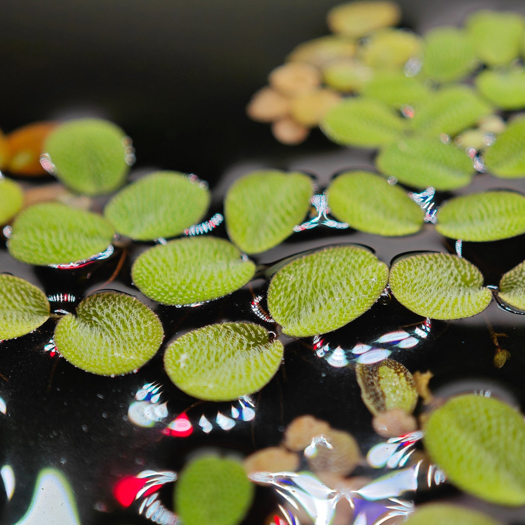 Salvinia auriculata, Schwimmpflanze