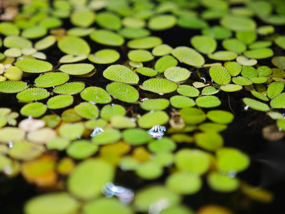 Schwimmpflanze Salvinia auriculata
