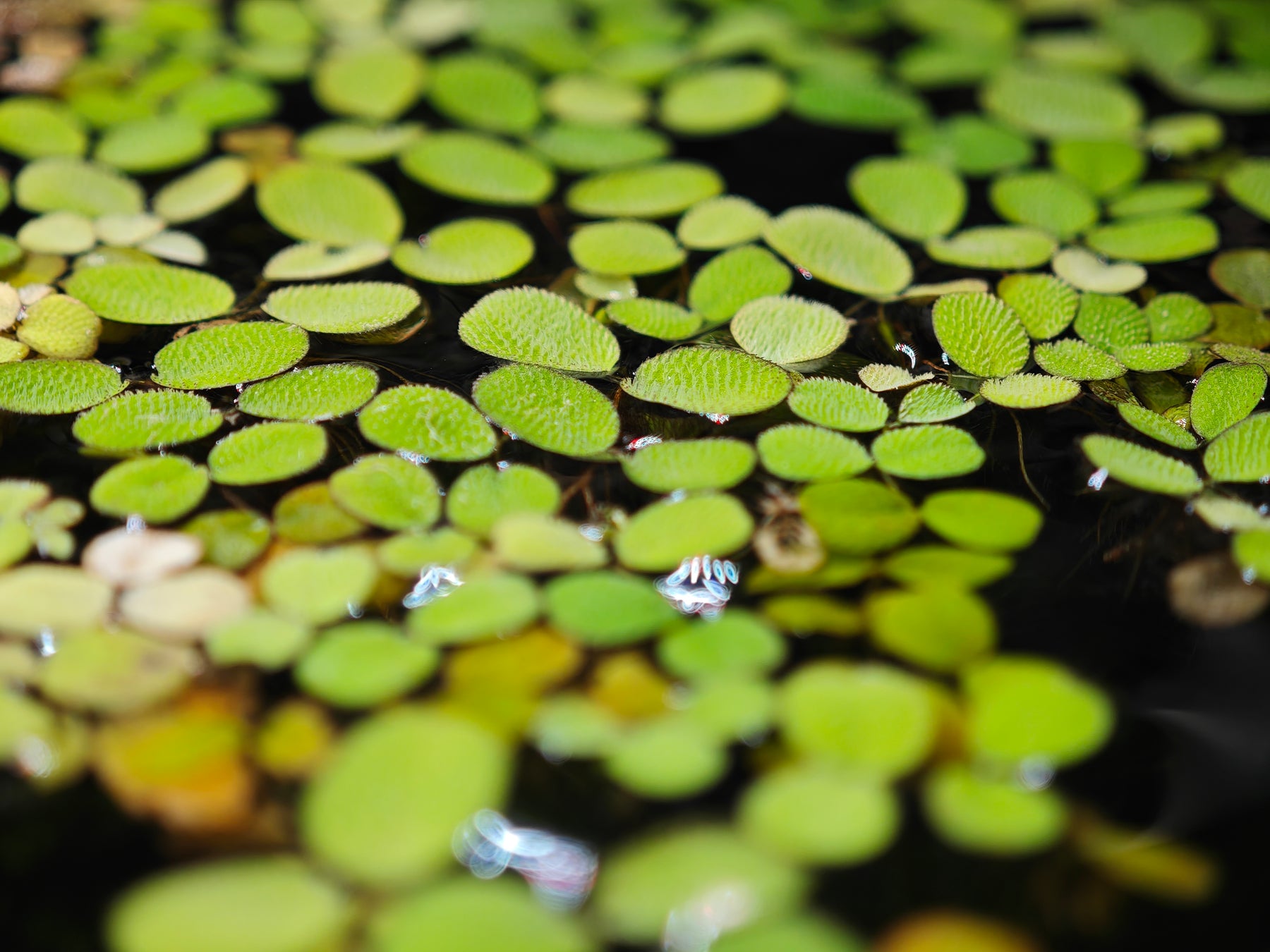 Salvinia auriculata, Schwimmpflanze