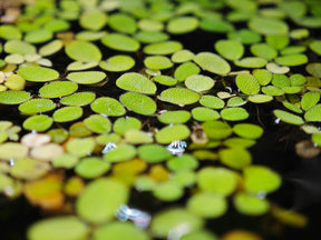Salvinia auriculata, Schwimmpflanze