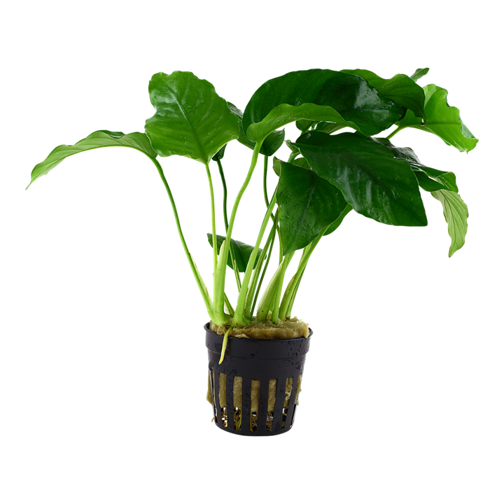 Tropica Anubias barteri var. barteri im Topf
