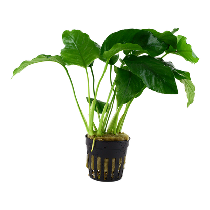 Tropica Anubias barteri var. barteri im Topf