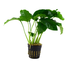 Tropica Anubias barteri var. barteri im Topf