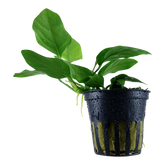Tropica Anubias barteri var. nana im Topf