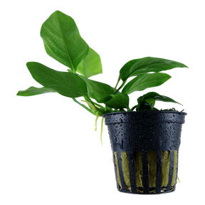 Tropica Anubias barteri var. nana im Topf