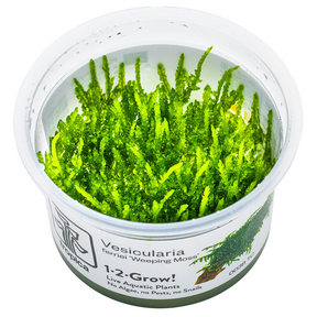 Tropica Vesicularia ferriei 'Weeping Moss' InVitro