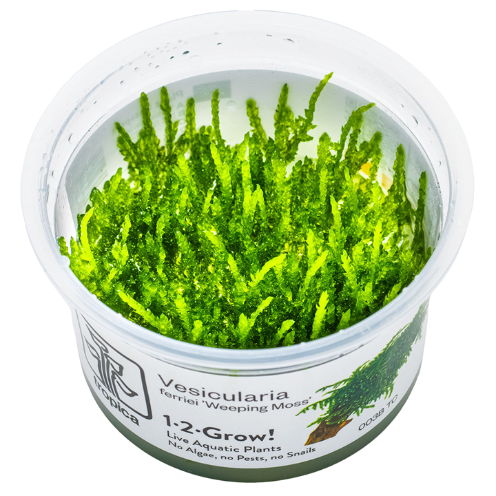 Tropica Vesicularia ferriei 'Weeping Moss' InVitro