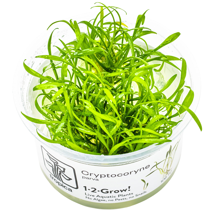 Tropica In Vitro Cryptocoryne parva