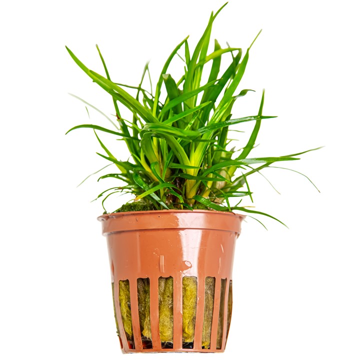 Tropica Eriocaulon sp. 'Vietnam' – Topfpflanze