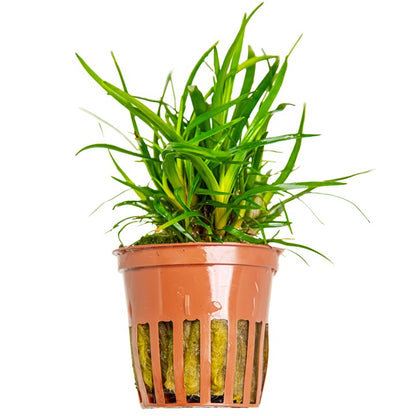 Tropica Eriocaulon sp. 'Vietnam' – Topfpflanze