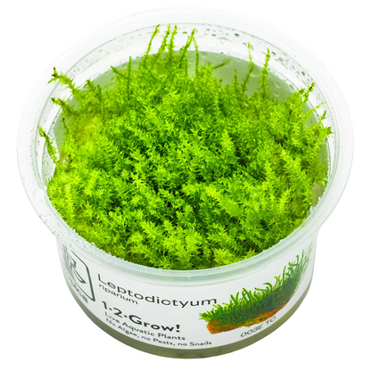 Tropica Leptodictyum riparium (Ufermoos) In Vitro