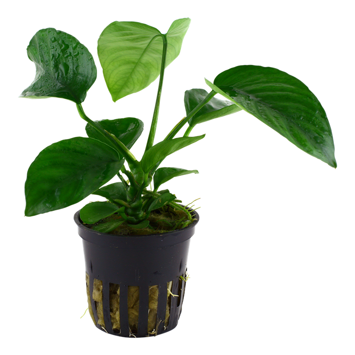 Tropica Anubias barteri caladiifolia im Topf